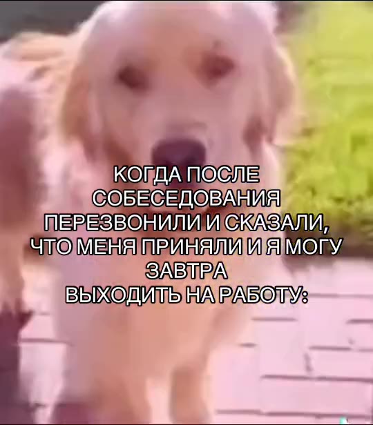 КОГДАТОСЛЕМ СОБЕСЕДОВАНИЯ ПЕРЕЗВОНИЛИИКАЗАЛИ, > ЧПОМЕНА ПРИНЯЛИ МОПУ, КОГДА ОСЛЕ ПЕРЕЗВОНИЛИЙ < KASAI tees ЧТОМЕНЯТРИНЯЛИЙЕИ ESDOM ID HARASOTY:—— КОГДА ПОЛЕ ПЕРЕЗВОНИЛИЙ СКАЗАЛИ, ЧТОМЕЩЯПРИНЯЛИ ИЯ МОГ
