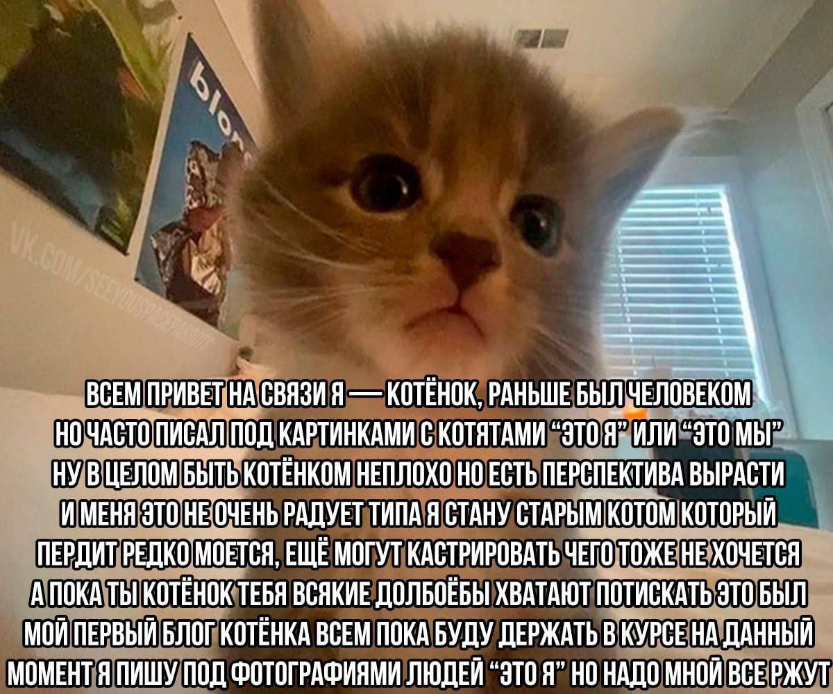 ВСЕМ ПРИВЕТ НАСВЯЗИ Я КОТЕНОК, РАНЬШЕ НО ЧАСТО ПИСАЛ ПОД КАРТИНКАМИ С КОТЯТАМИ “ЭТО Я" ИЛИ “ЭТО МЫ" НУ В ЦЕЛОМ БЫТЬ KOTEHKOM НЕПЛОХО НО ЕСТЬ ПЕРСПЕКТИВА ВЫРАСТИ ИМЕНЯ ЭТО НЕОЧЕНЬ РАДУЕТ ТИПА Я СТАНУ С