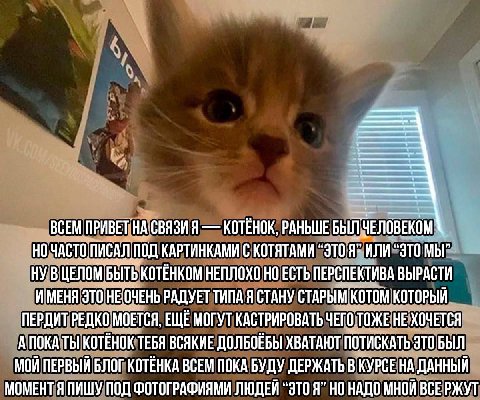 ВСЕМ ПРИВЕТ НАСВЯЗИ Я КОТЕНОК, РАНЬШЕ НО ЧАСТО ПИСАЛ ПОД КАРТИНКАМИ С КОТЯТАМИ “ЭТО Я" ИЛИ “ЭТО МЫ" НУ В ЦЕЛОМ БЫТЬ KOTEHKOM НЕПЛОХО НО ЕСТЬ ПЕРСПЕКТИВА ВЫРАСТИ ИМЕНЯ ЭТО НЕОЧЕНЬ РАДУЕТ ТИПА Я СТАНУ С