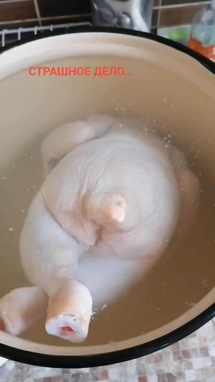 Нихуя бройлер пердит 🐔 💨💨