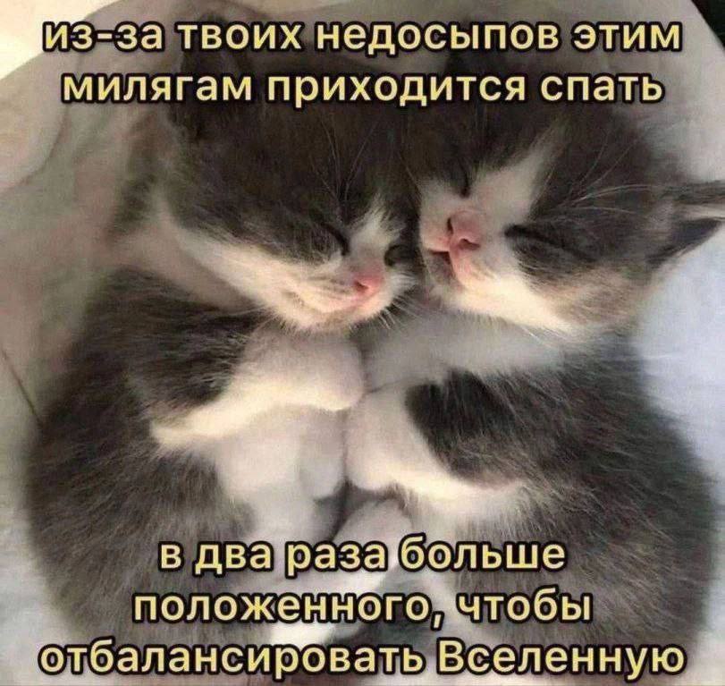 из-за твоих нелосыпов этим милягам приходится спать a в два разаюольше положенного отоалансировать Вселенную