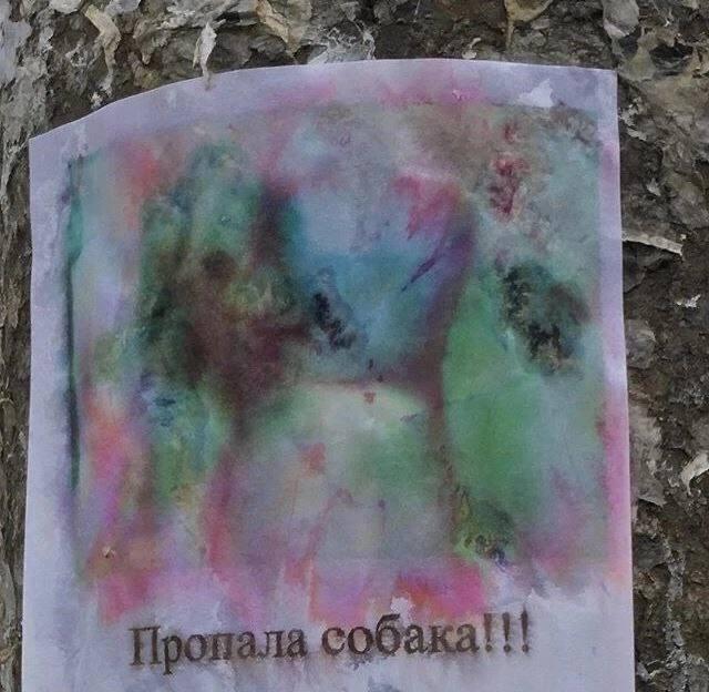 23 ana собака