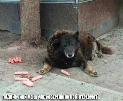4 и we у ПОДПИСЧИКИ МЕНЯ УЖЕ СОВЕРЕШИНО HE ИНТЕРЕСУЮТ