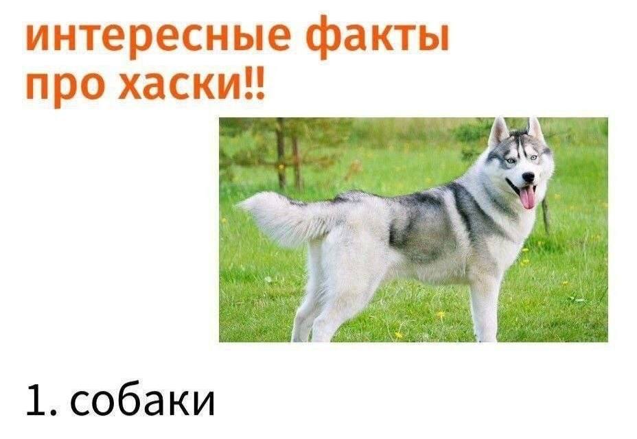 интересные факты про хаски!! 1. собаки