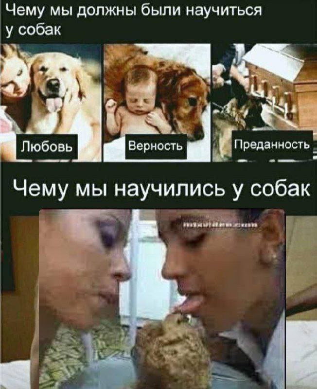 Чему мы должны были научиться у собак Любовь Преданность Верность Чему мы научились у собак