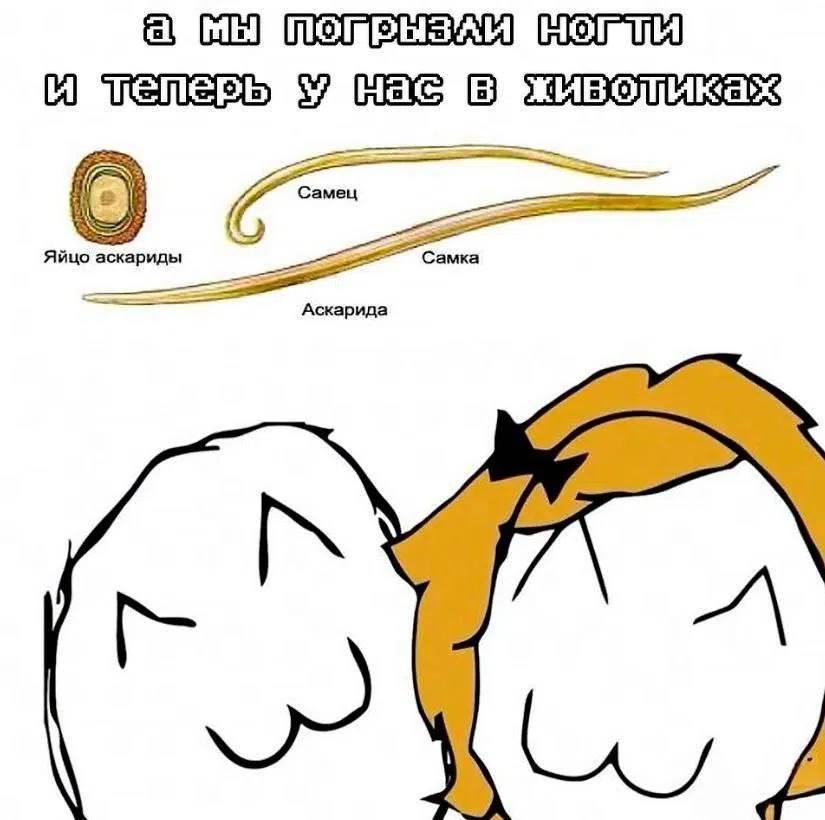 И Яйцо Самка Аскарида