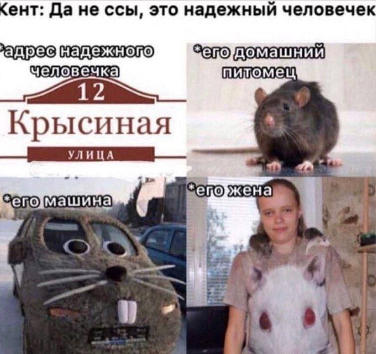 ент: Да не ссы, это надежный человечек адрес человечка питомец Крысиная УЛИЦА a 3 3