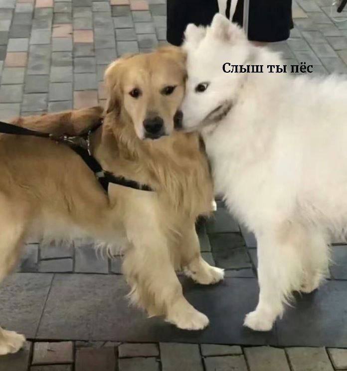 Слыш