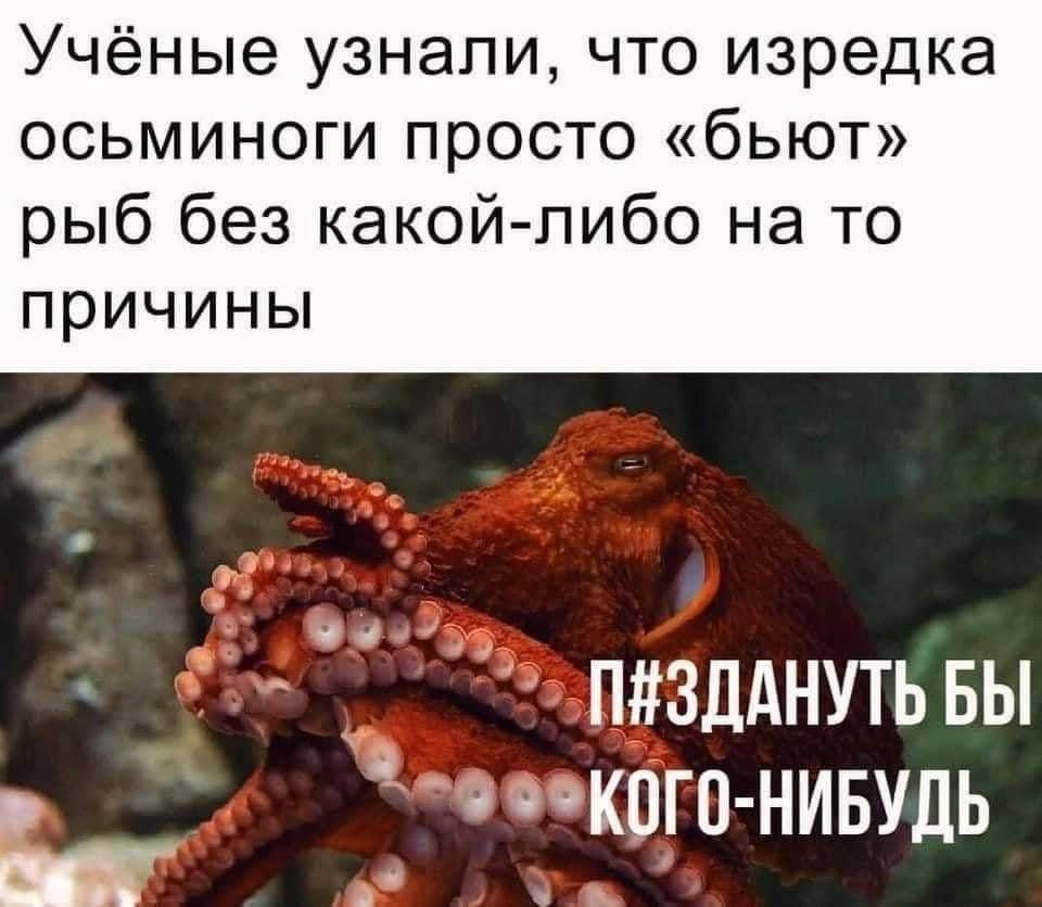 Учёные узнали, что изредка осьминоги просто «бьют» рыб без какой-либо на то причины БЫ