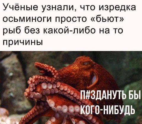 Учёные узнали, что изредка осьминоги просто «бьют» рыб без какой-либо на то причины БЫ