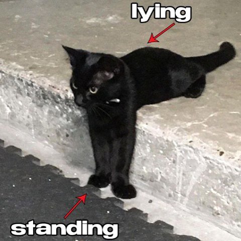 lying 2 standing 3