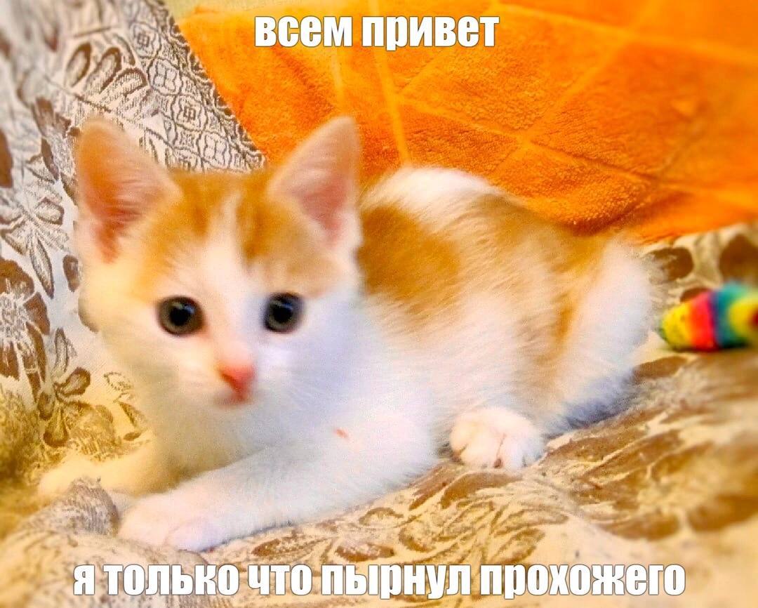 ВСЕМ ПрИВЕТ 4 SAT 0: про