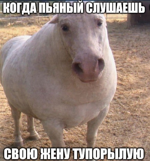 КОГДА ПЬЯНЫЙ СЛУШАЕШЬ СВОЮ ЖЕНУ ТУПОРЫЛУЮ