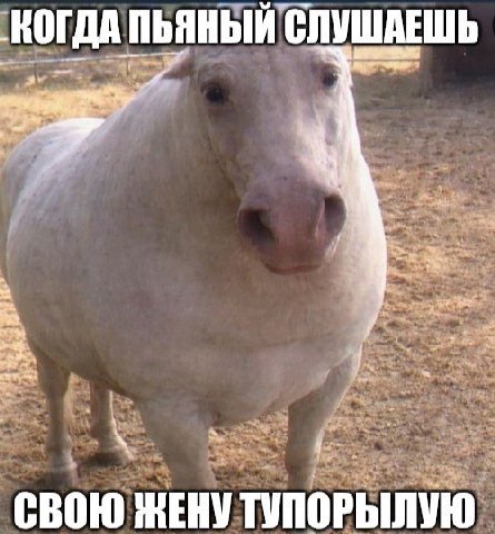 КОГДА ПЬЯНЫЙ СЛУШАЕШЬ СВОЮ ЖЕНУ ТУПОРЫЛУЮ