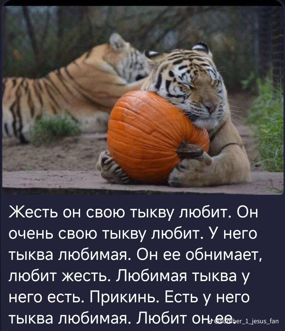 Жесть он свою тыкву любит. Он очень свою тыкву любит. У него тыква любимая. Он ее обнимает, любит жесть. Любимая тыква у него есть. Прикинь. Есть у него тыква любимая. Любит