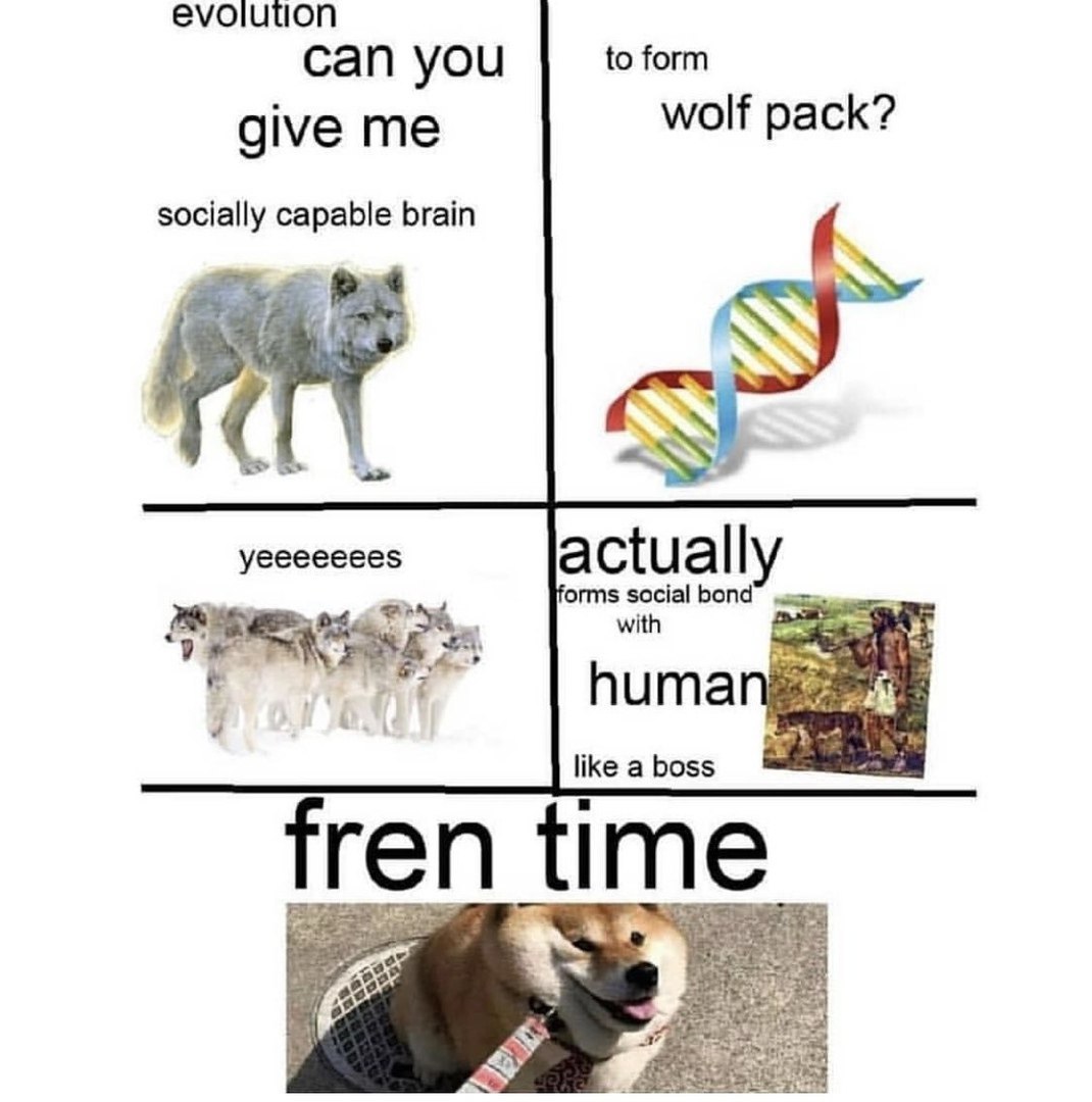 еуошиоп to form can you wolf pack? give me socially capable brain уеееееее$ actuall forms social bond with huma like a boss fren time