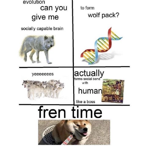 еуошиоп to form can you wolf pack? give me socially capable brain уеееееее$ actuall forms social bond with huma like a boss fren time