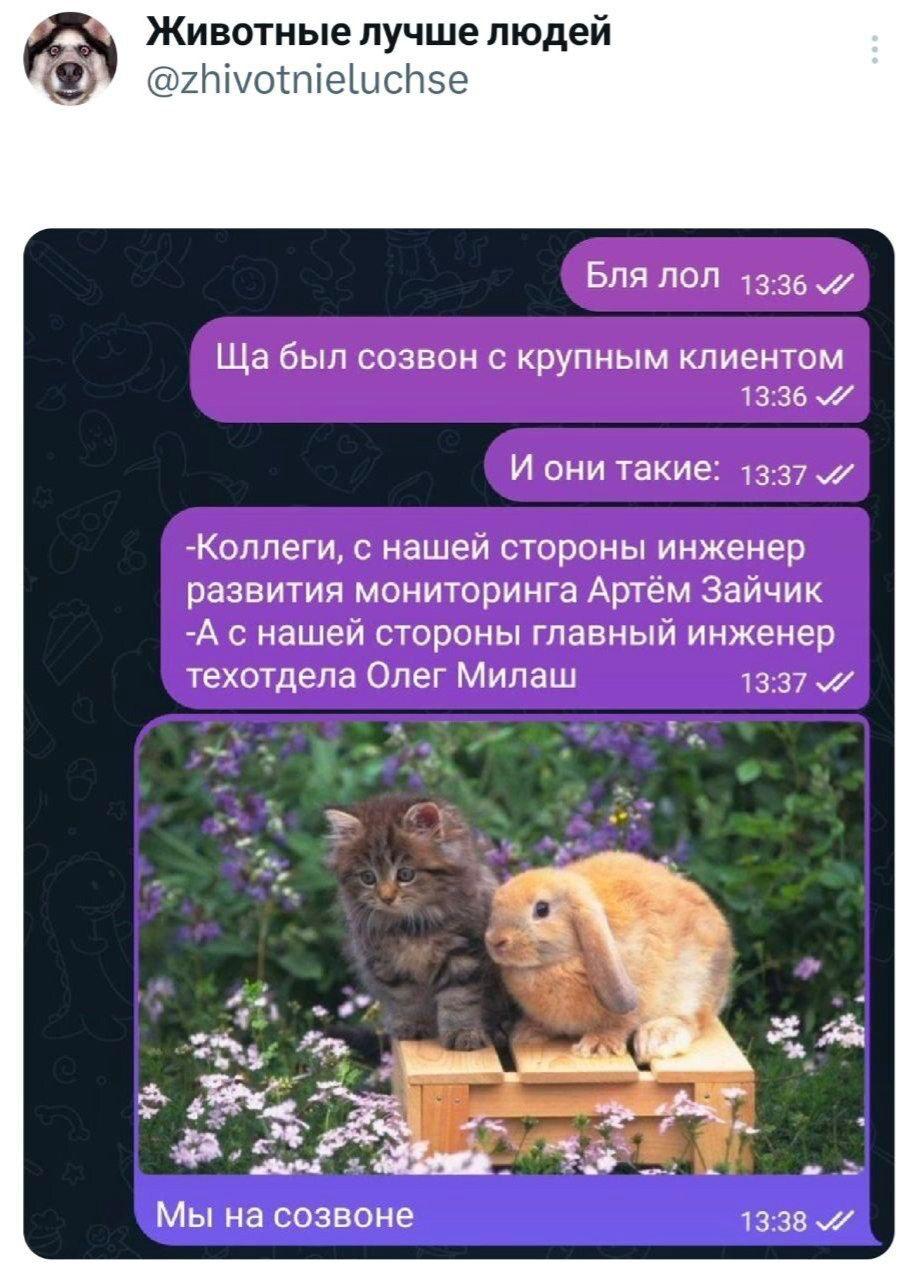 Животные лучше людей @zhivotnieluchse Бля ЛОЛ был созвон с крупным клиентом 13:36 И они такие: -Коллеги, с нашей стороны инженер развития мониторинга Артём Зайчик -А с нашей стороны главный инженер те