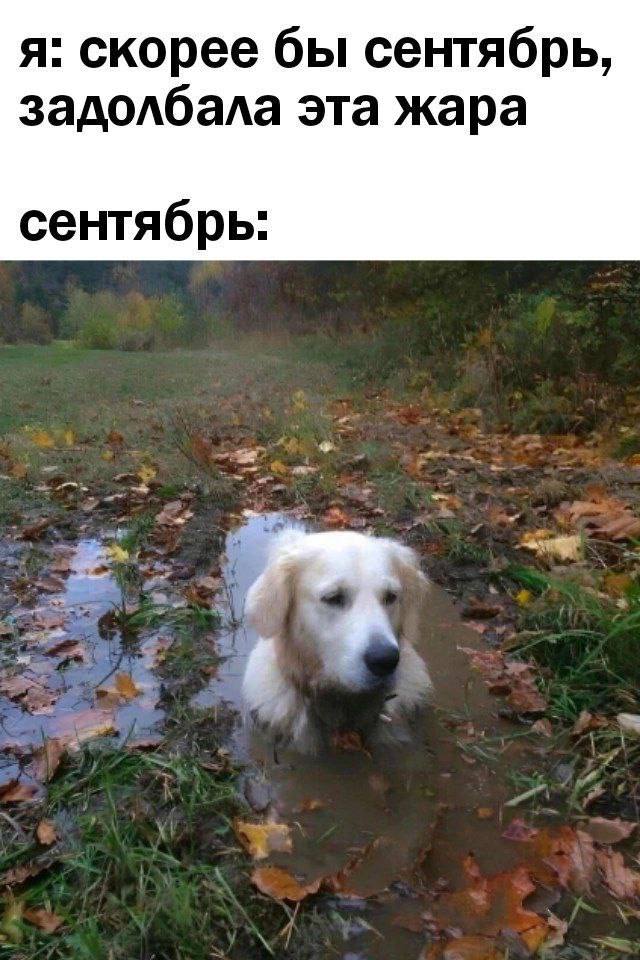 я: скорее бы сентябрь, задолбала эта жара сентябрь: