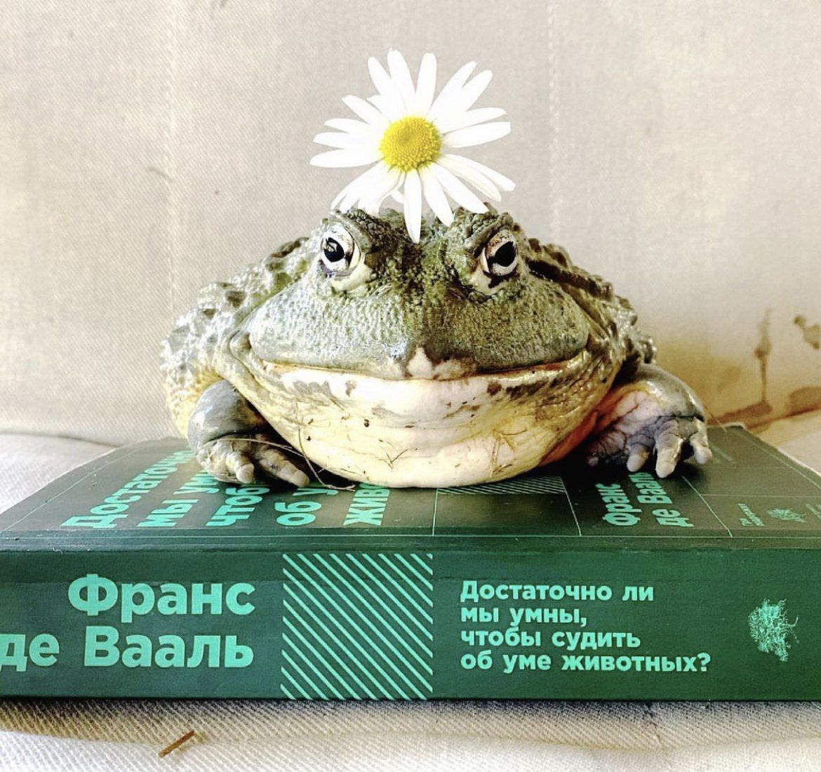 Be Lae Достаточно ли ранс мы умны, чтобы судить Вааль об уме животных?