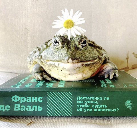 Be Lae Достаточно ли ранс мы умны, чтобы судить Вааль об уме животных?