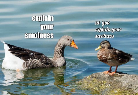 explain no you your your swotness smolness AN at fey it