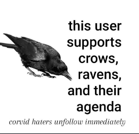 this user supports Crows, ravens, and their agenda corvid haters unfollow immediately