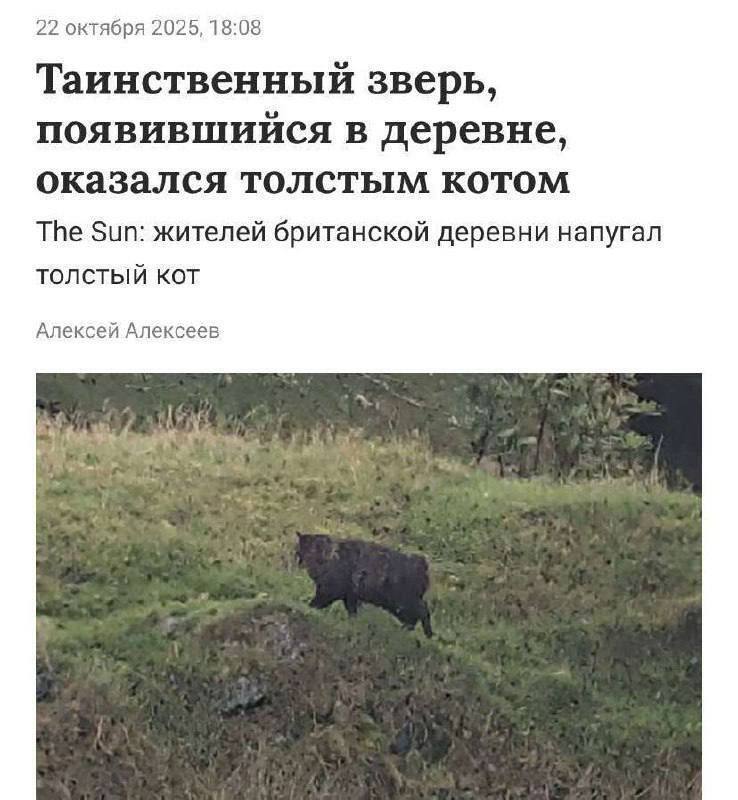 22 октября 2025, 18:08 Таинственный зверь, появившийся в деревне, оказался толстым котом The Sun: жителей британской деревни напугал толстый кот Алексей Алексеев