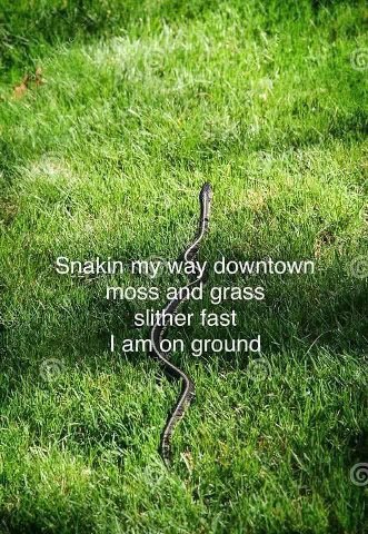 is my way downtown moss and grass slither fast on ground У