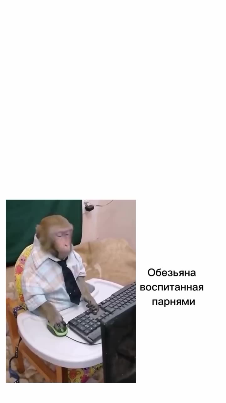 J 2 | } девушкой Ч | Обезьяна м | воспитанная | . е парнями > Чика парнями