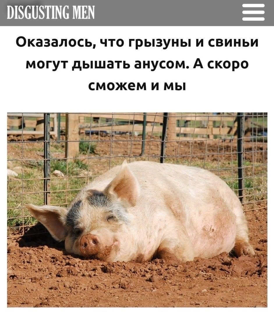 DISGUSTING MEN Оказалось, что грызуны и свиньи могут дышать анусом. А скоро сможем и мы pee