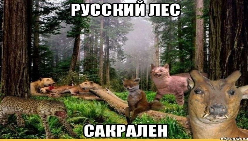 `РУССКИЙ ЛЕС: САКРАЛЕН сома