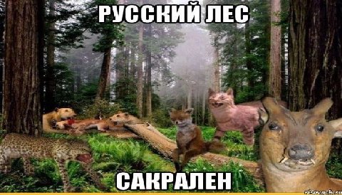 `РУССКИЙ ЛЕС: САКРАЛЕН сома