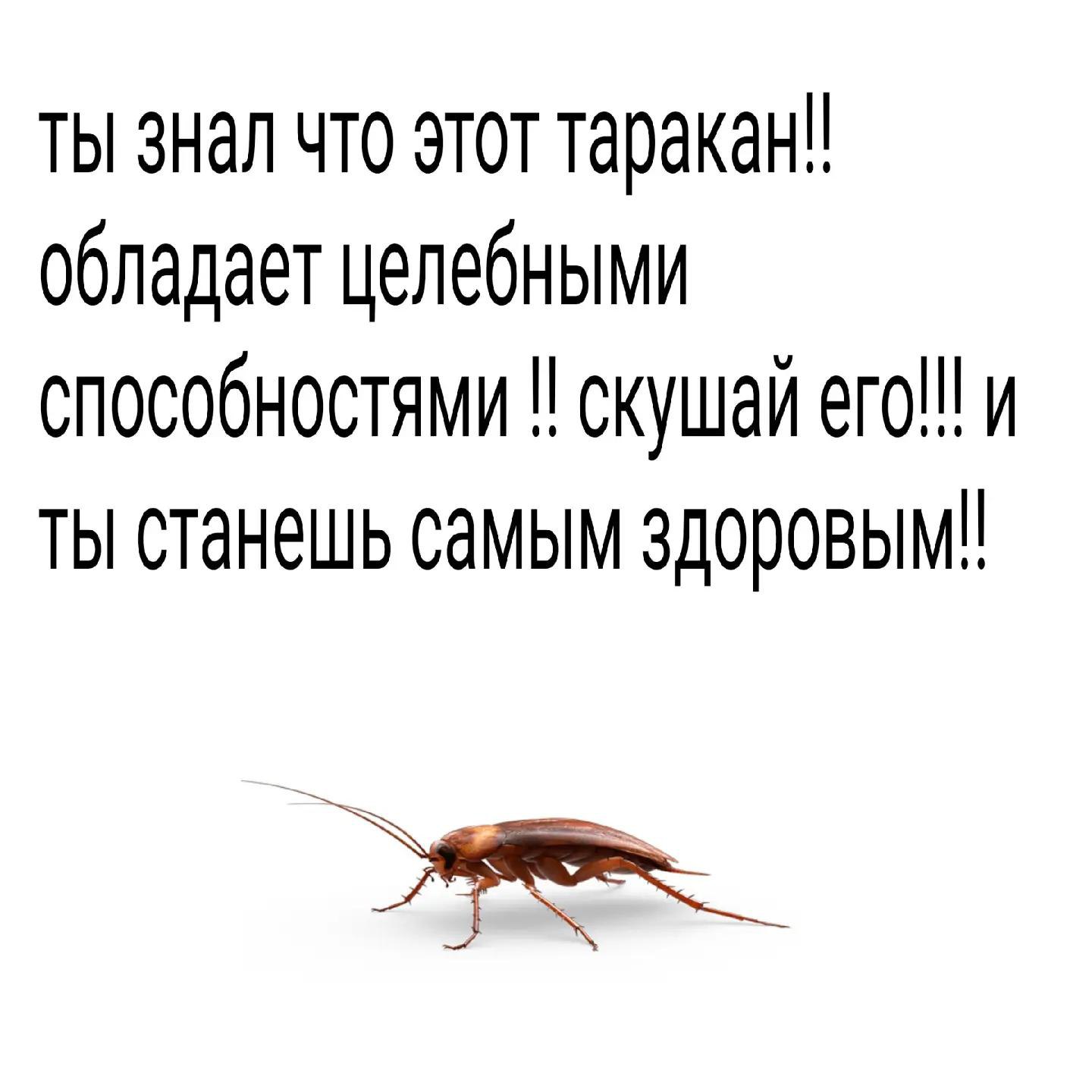 ты знал что этот таракан! обладает целебными способностями скушай ero!!! и ты станешь самым здоровым!