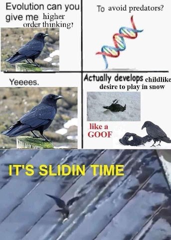Evolution can you To avoid predators? give me higher order thinking? Yeeees Actual deve childlik desire to play in snow like a ian GOOF SLIOIN