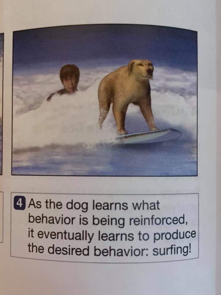 the dog learns what ehavior is being reinforced, it eventually learns to produce the desired behavior: surfing!