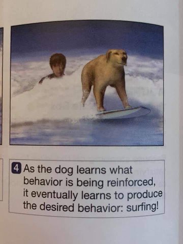 the dog learns what ehavior is being reinforced, it eventually learns to produce the desired behavior: surfing!