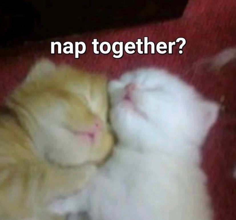 nap together?
