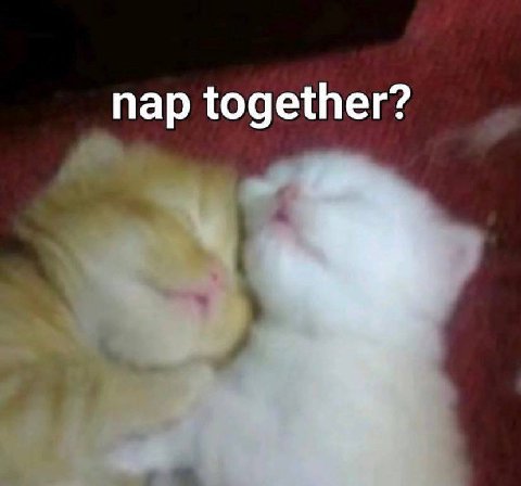 nap together?