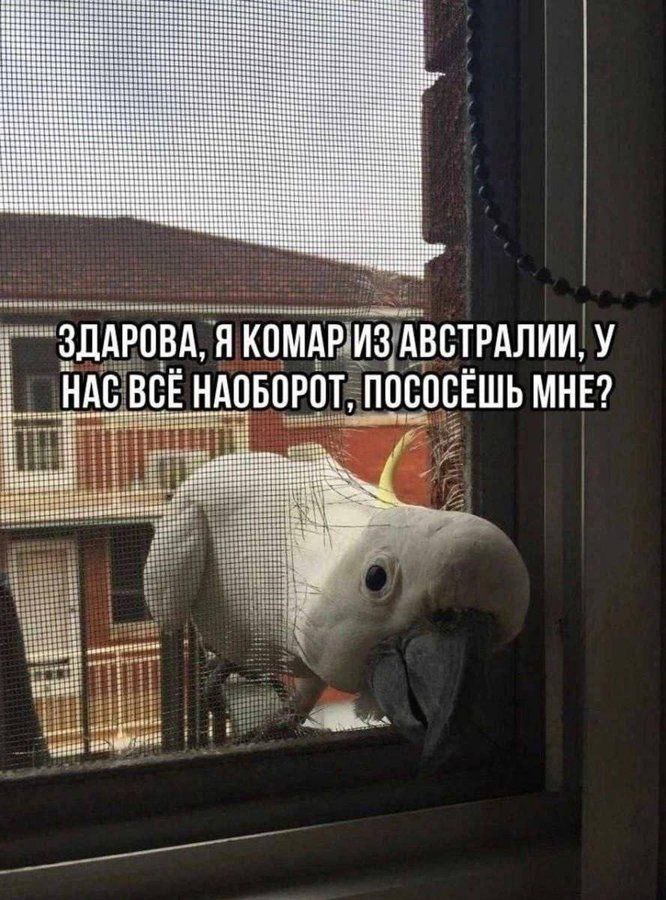 Bean or 4 a tase an my 3 38 $3 нЕ ЗДАРОВА, Я КОМАР ИЗ АВСТРАЛИИ, У +3 one 5: АОБОРОТ, ПОСОСЕШЬ МНЕ? 4 В a fier ret В a