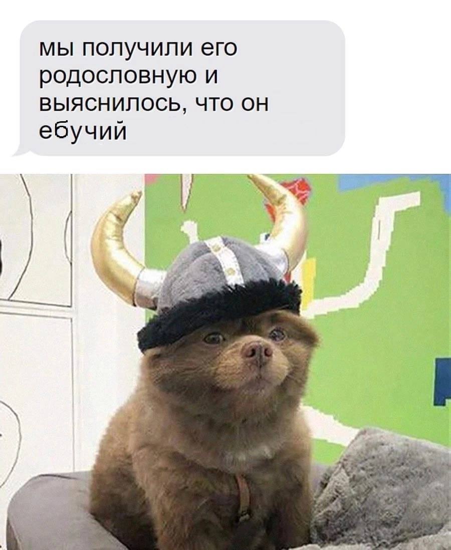 мы получили его родословную и ВЫЯСНИЛОСЬ, ЧТО ебучий у
