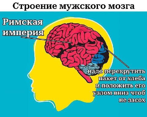 Строение мужского мозга Римская империя. и пакет от хлеба положить его вниз чтоб не засох
