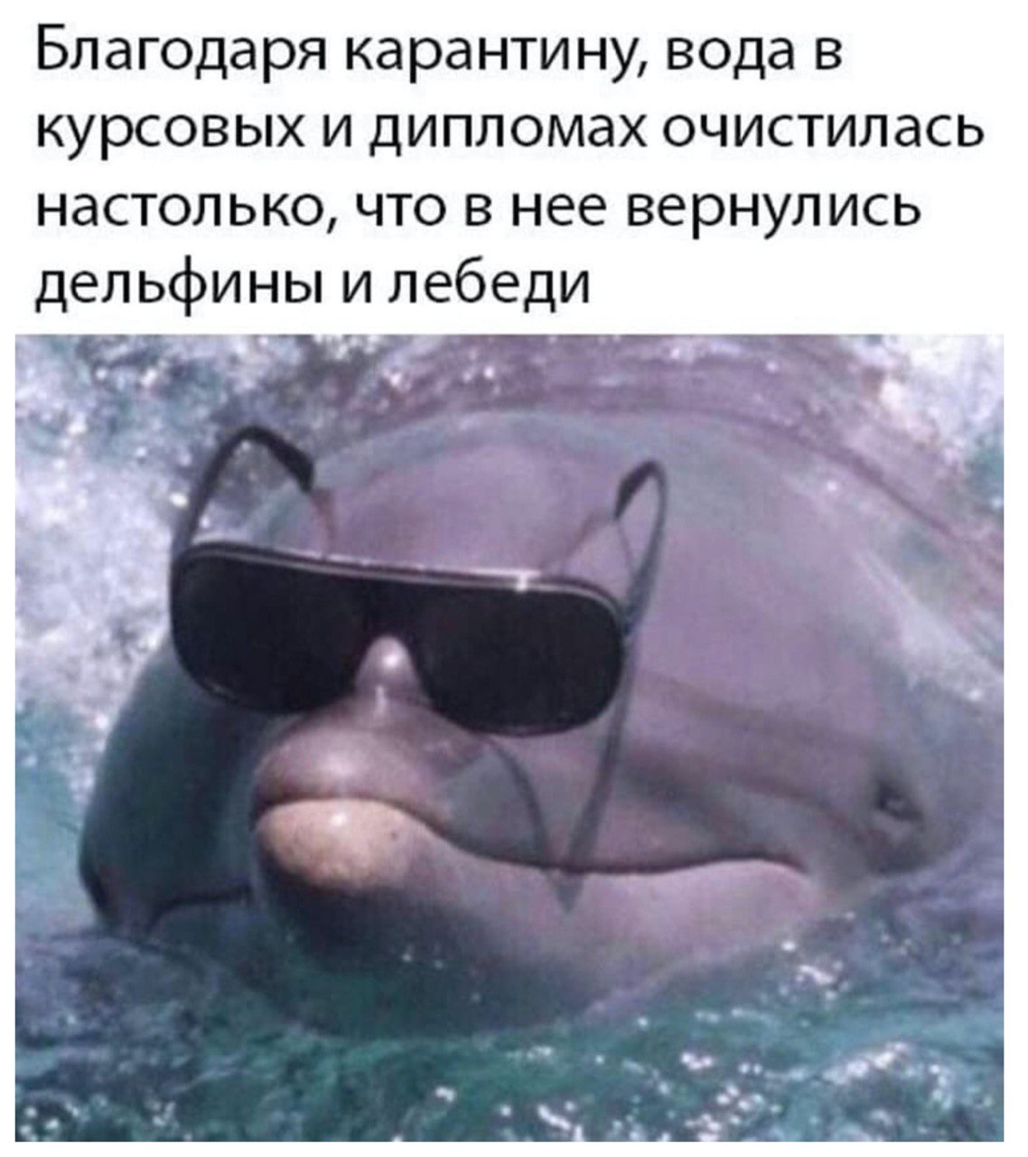Благодаря карантину, вода в курсовых и дипломах очистилась настолько, что в нее вернулись дельфины и лебеди