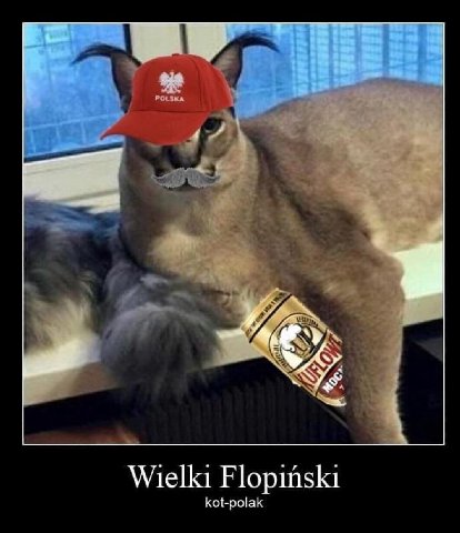 Wielki Flopinski kot-polak