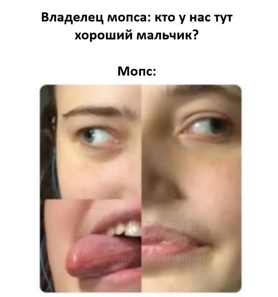 Владелец мопса: кто у нас тут хороший мальчик? Мопс: