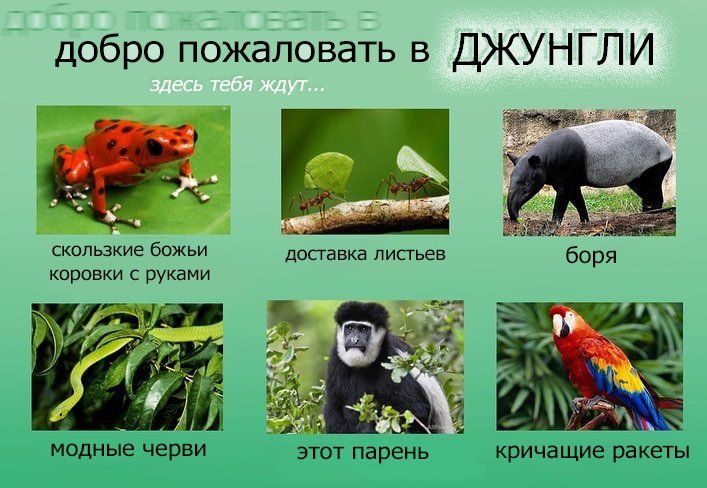 добро пожаловать в ДЖУНГЛИ скользкие божьи доставка листьев боря коровки с руками у 3 4 сай модные черви этот парень кричащие ракеты