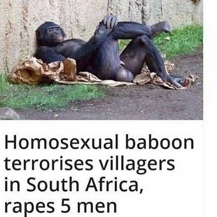 Homosexual baboon terrorises villagers in South Africa, rapes 5men