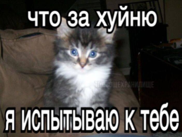 что.за хуйню Я ИСПЫТЫВАЮ К тебе
