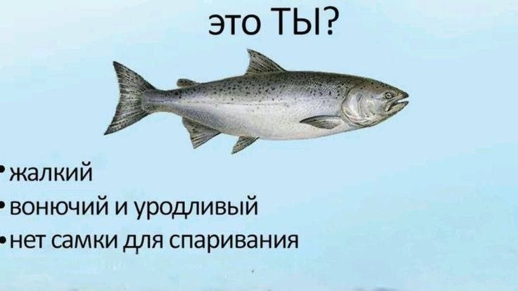 это ТЫ? жалкий вонючий и уродливый ‚нет самки для спаривания
