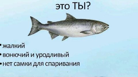 это ТЫ? жалкий вонючий и уродливый ‚нет самки для спаривания